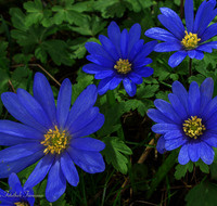 fileadmin/roha/images_galerie/Baum-natur-garten/Natur-Wildblumen-Landschaft/BL-ANEM-0004-D-roha-Blumen-Anemone.png