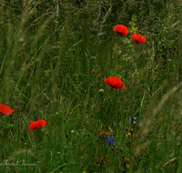 fileadmin/roha/images_galerie/Baum-natur-garten/Natur-Wildblumen-Landschaft/BL-WIESE-Mohn-0001-D-roha-Blumenwiese.png