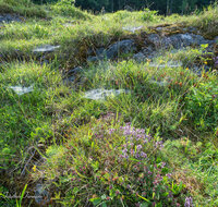 fileadmin/roha/images_galerie/Baum-natur-garten/Natur-Wildblumen-Landschaft/BL-BERG-WIESE-BUCK-1-5109-D-roha-Buckelwiese-Vorderettenberg.jpg