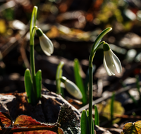 fileadmin/roha/images_galerie/Baum-natur-garten/Natur-Wildblumen-Landschaft/BL-SCHNEEGL-0045-D-roha-Blumen-Schneegloeckchen-Galanthus.png