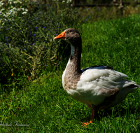 fileadmin/roha/images_galerie/Tiere/Vogel/TIE-VOEG-GANS-0002-D-roha-Tiere-Voegel-Gans-Anserinae-Wiese.png