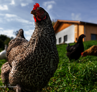 fileadmin/roha/images_galerie/Tiere/Vogel/TIE-VOEG-HUHN-0060-D-roha-Tiere-Huhn-Henne-Gockel-Vogel.png