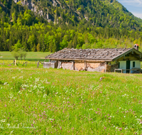 fileadmin/roha/images_galerie/orte_landschaft/Ruhpolding/RUH-LOED-0006-02-D-roha-Ruhpolding-Loedensee-Alm-Huette-Blumenwiese.png