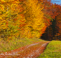 fileadmin/roha/images_galerie/wege/WEGE-KIRCHH-WALD-0001-D-roha-Wege-Herbstwald-Buchen-Waging-Kirchhof.png