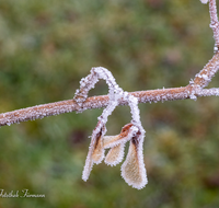 fileadmin/roha/images_galerie/Winter/WINT-BLATT-RAUHR-0006-D-roha-Winter-Blatt-Rauhreif.png