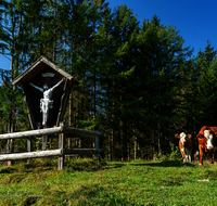 fileadmin/roha/images_galerie/kirche_religion/Schneizlreuth-Weissbach/KKKM-WEISSB-KUH-0001-D-roha-Wegkreuz-Weisssbach-Kuehe.png