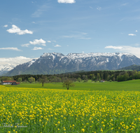 fileadmin/roha/images_galerie/orte_landschaft/Teisendorf/IN-LANDS-Teisendorf/LANDS-TEIS-PATT-0013-D-roha-Landschaft-Teisendorf-Patting-Fruehling-Untersberg.png