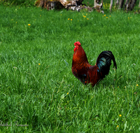 fileadmin/roha/images_galerie/Tiere/Vogel/TIE-VOEG-HUHN-0034-D-roha-Tiere-Huhn-Gockel-Vogel.png