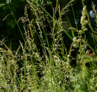 fileadmin/roha/images_galerie/Baum-natur-garten/Natur-Wildblumen-Landschaft/BL-WIESE-GRAS-0001-D-roha-Wiese-Gras.png
