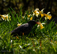 fileadmin/roha/images_galerie/Tiere/Vogel/TIE-VOEG-STAR-0011-08-D-roha-Tier-Vogel-Star-Sturnus-vulgaris.png