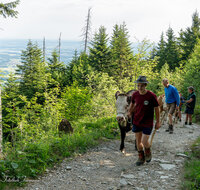 fileadmin/roha/images_galerie/orte_landschaft/Stoisser-Alm/BR-ALMAUF-STOISS-1-7900-D-roha-Almauftrieb-Stoisseralm-Teisendorf-Anger.jpg