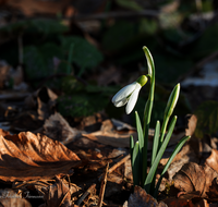 fileadmin/roha/images_galerie/Baum-natur-garten/Natur-Wildblumen-Landschaft/BL-SCHNEEGL-0049-3-D-roha--Blumen-Schneegloeckchen-Galanthus.png