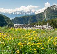 fileadmin/roha/images_galerie/orte_landschaft/Kallbrunn-Alm/KALLB-ALM-0037-D-roha-Kallbrunn-Alm-Gebirge-Blumenwiese.png
