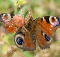 fileadmin/roha/images_galerie/Tiere/TIE-SCHMETT-SPIN-0001-D-roha-Tier-Schmetterling-Aglais-io-Tagpfauenauge-Spinne.png