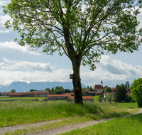 fileadmin/roha/images_galerie/orte_landschaft/Abtsdorf-Abtsdorfer-See/ABTS-0001-56-D-roha-Abtsdorf-Untersberg-Baum-Hochstaufen.png