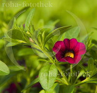 fileadmin/roha/images_galerie/Baum-natur-garten/Gaertnerei/BL-GAERTN-PET-0002-D-roha-Blumen-Petunien-Petunia-Blumenschmuck-Gaertnerei.jpg