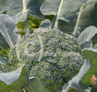fileadmin/roha/images_galerie/Baum-natur-garten/Gemuese-Garten-Kraeuter-neu/GAR-GEM-BROK-0009-D-roha-Garten-Gemuese-Kohl-Brokkoli-Broccoli.jpg