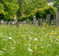 fileadmin/roha/images_galerie/orte_landschaft/Laufen/Klosterfriedhof/LAUF-KAPUZ-KI-0012-D-roha-Laufen-Kapuzinerkloster-Friedhof-Blumenwiese.png