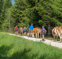 fileadmin/roha/images_galerie/orte_landschaft/Stoisser-Alm/BR-ALMAUF-STOISS-1-7999-D-roha-Almauftrieb-Stoisseralm-Teisendorf-Anger.jpg
