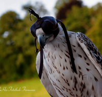 fileadmin/roha/images_galerie/Tiere/Vogel/TIE-VOEG-FALKE-0073-D-roha-Tier-Vogel-Ger-Falke-Groenland-Hube.png