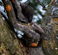 fileadmin/roha/images_galerie/Tiere/Vogel/TIE-VOEG-STAR-0012-01-D-roha-Tiere-Vogel-Star-Sturnus-vulgaris.png