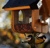 fileadmin/roha/images_galerie/Tiere/Vogel/TIE-VOEG-HAEUSCH-0014-08-D-roha-Tiere-Vogel-Haeuschen-Futter-Meise.png
