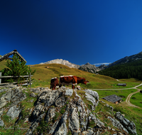 fileadmin/roha/images_galerie/orte_landschaft/Kallbrunn-Alm/KALLB-ALM-50-7355-D-roha-Kallbrunn-Alm-Kuehe.png