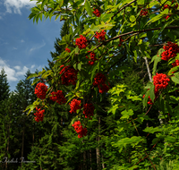 fileadmin/roha/images_galerie/Baum-natur-garten/Baeume/BAUM-EBERESCH-0004-D-roha-Baum-Eberesche-Vogelbeere.png