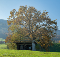 fileadmin/roha/images_galerie/Baum-natur-garten/Baeume/LANDS-TEIS-FREIDL-0002-D-roha-Landschaft-Teisendorf-Freidling-Eiche.png