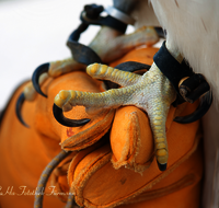 fileadmin/roha/images_galerie/Tiere/Vogel/TIE-VOEG-FALKE-0075-D-roha-Tier-Vogel-Ger-Falke-Groenland-Handschuh.png