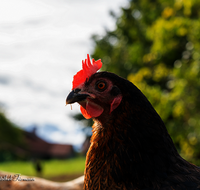 fileadmin/roha/images_galerie/Tiere/Vogel/TIE-VOEG-HUHN-0065-D-roha-Tiere-Huhn-Henne-Gockel-Vogel.png