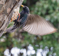 fileadmin/roha/images_galerie/Tiere/Vogel/TIE-VOEG-STAR-0013-6563-D-roha-Vogel-Star-Sturnus-vulgaris.jpg