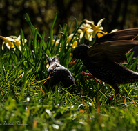 fileadmin/roha/images_galerie/Tiere/Vogel/TIE-VOEG-STAR-0011-01-D-roha-Tiere-Vogel-Star-Sturnus-vulgaris.png