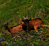 fileadmin/roha/images_galerie/Tiere/Kuh-Schaf-Pferd-Ziege/TIE-ZIEG-0009-D-roha-Tiere-Ziege-Steiner-Alm.png