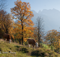 fileadmin/roha/images_galerie/Tiere/Kuh-Schaf-Pferd-Ziege/BGD-RA-LAN-0025-D-roha-Berchtesgaden-Ramsau-Alm-Kuh-Hochkalter-Herbst-Landwirtschaft.png