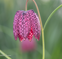 fileadmin/roha/images_galerie/Baum-natur-garten/Natur-Wildblumen-Landschaft/BL-SCHACHBR-0013-D-roha-Blume-Schachbrett-Fritillaria-meleagris-Fruehling.png
