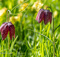 fileadmin/roha/images_galerie/Baum-natur-garten/Natur-Wildblumen-Landschaft/BL-SCHACHBR-0016-D-roha-Blume-Schachbrett-Fritillaria-meleagris-Fruehling.png