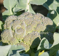 fileadmin/roha/images_galerie/Baum-natur-garten/Gemuese-Garten-Kraeuter-neu/GAR-GEM-BROK-0004-D-roha-Garten-Gemuese-Kohl-Brokkoli-Broccoli.jpg
