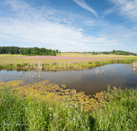 fileadmin/roha/images_galerie/orte_landschaft/Teisendorf/Weildorf/LANDS-TEIS-PATT-0021-D-roha-Landschaft-Teisendorf-Patting-Weiher-Weildorf.png