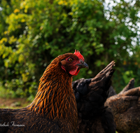 fileadmin/roha/images_galerie/Tiere/Vogel/TIE-VOEG-HUHN-0061-D-roha-Tiere-Huhn-Henne-Gockel-Vogel.png