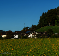 fileadmin/roha/images_galerie/orte_landschaft/Teisendorf/IN-LANDS-Teisendorf/TEI-SCHOE-0001-D-roha-Teisendorf-Schoedling-Sonnenblumen.png