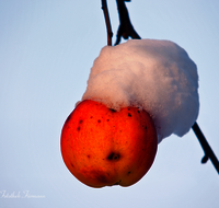 fileadmin/roha/images_galerie/Baum-natur-garten/Baeume/BAUM-APFEL-OBST-0012-D-roha-Baum-Apfel-Obst-Schnee-Winter.png