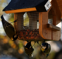 fileadmin/roha/images_galerie/Tiere/Vogel/TIE-VOEG-HAEUSCH-0014-16-D-roha-Tiere-Vogel-Haeuschen-Futter-Meise.png