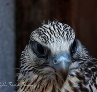 fileadmin/roha/images_galerie/Tiere/Vogel/TIE-VOEG-FALKE-0028-D-roha-Tier-Vogel-Ger-Falke-Groenland.png