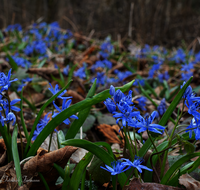 fileadmin/roha/images_galerie/Baum-natur-garten/Natur-Wildblumen-Landschaft/BL-BLAUST-0023-D-roha-Blumen-Blaustern-Josefsbluemchen-Scilla-bifolia.png