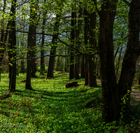 fileadmin/roha/images_galerie/Baum-natur-garten/Baeume/WEGE-AN-ACHE-0002-4394-D-roha-Weg-Anger-Ache.png