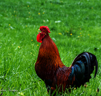 fileadmin/roha/images_galerie/Tiere/Vogel/TIE-VOEG-HUHN-0032-D-roha-Tiere-Huhn-Henne-Gockel-Vogel.png