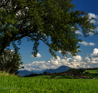 fileadmin/roha/images_galerie/Baum-natur-garten/Baeume/BAUM-BIRN-EGEL-0003-D-roha-Baum-Birne-Obst-Egelham.png