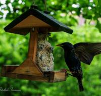 fileadmin/roha/images_galerie/Tiere/Vogel/TIE-VOEG-HAEUSCH-0015-1118-01-D-roha-Tiere-Vogel-Haeuschen-Futter-Star-Sturnus-vulgaris.png