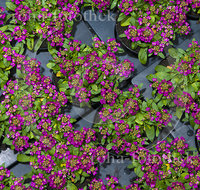 fileadmin/roha/images_galerie/Baum-natur-garten/Gaertnerei/BL-GAERTN-ALYS-0001-D-roha-Blumen-Gaertnerei-Alyssum-Steinkraut.jpg